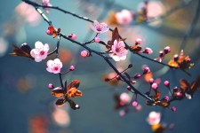 Mooie bloeiende Japanse kers - Sakura_52895727_ds